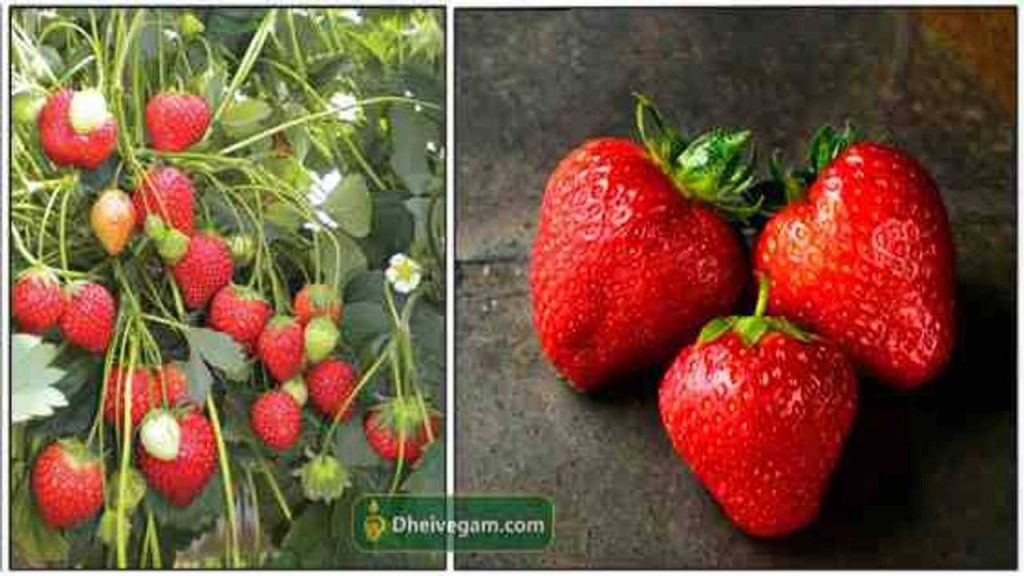 ஸ்ட்ராபெரி பயன்கள் Strawberry benefits in Tamil