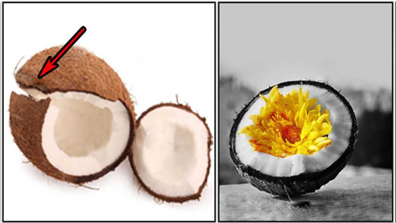 தேங்காய் உடைப்பதன் பலன்கள் coconut broken vertically