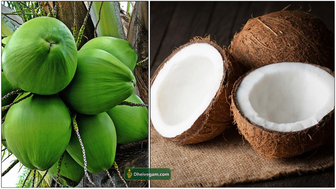 தேங்காய் பயன்கள் Coconut payangal in Tamil