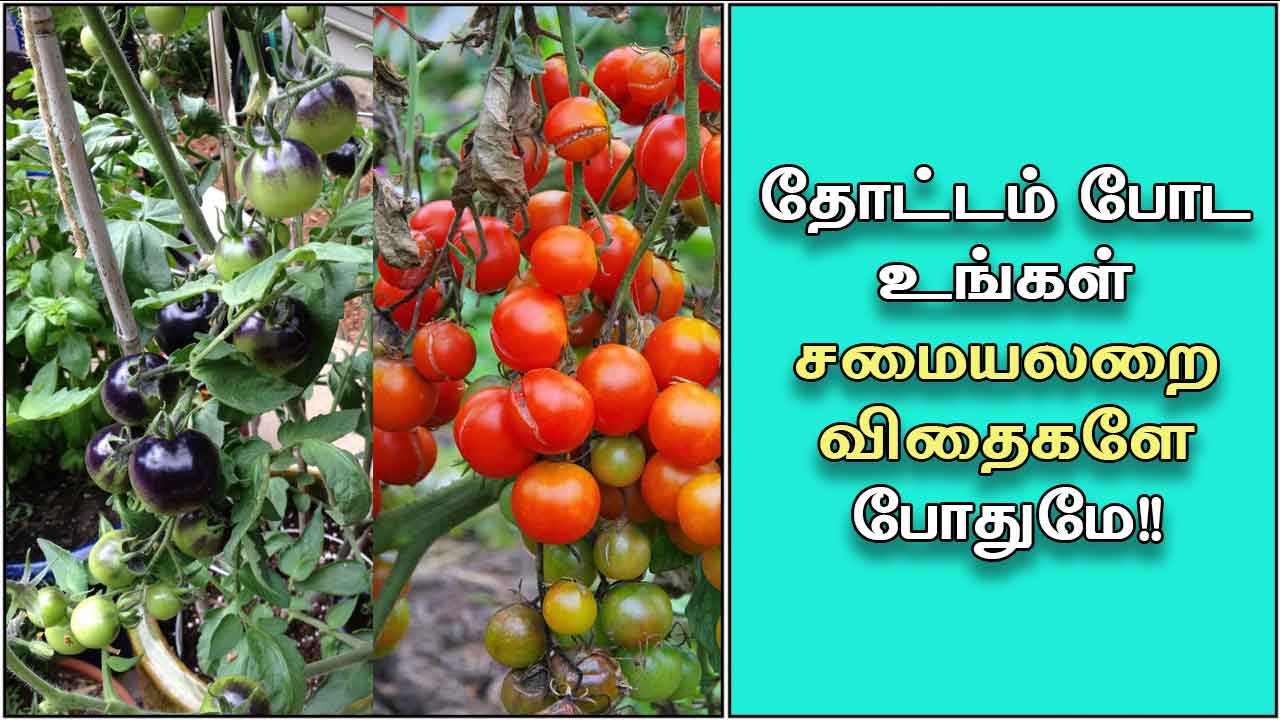 வீட்டுத்தோட்டம் அமைக்கும் முறை Gardening at home in Tamil