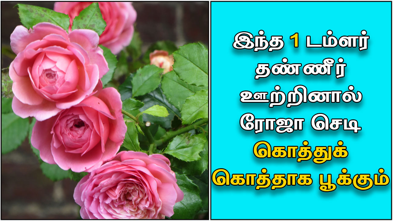 Rose Flower Kavithai In Tamil Best Flower Site