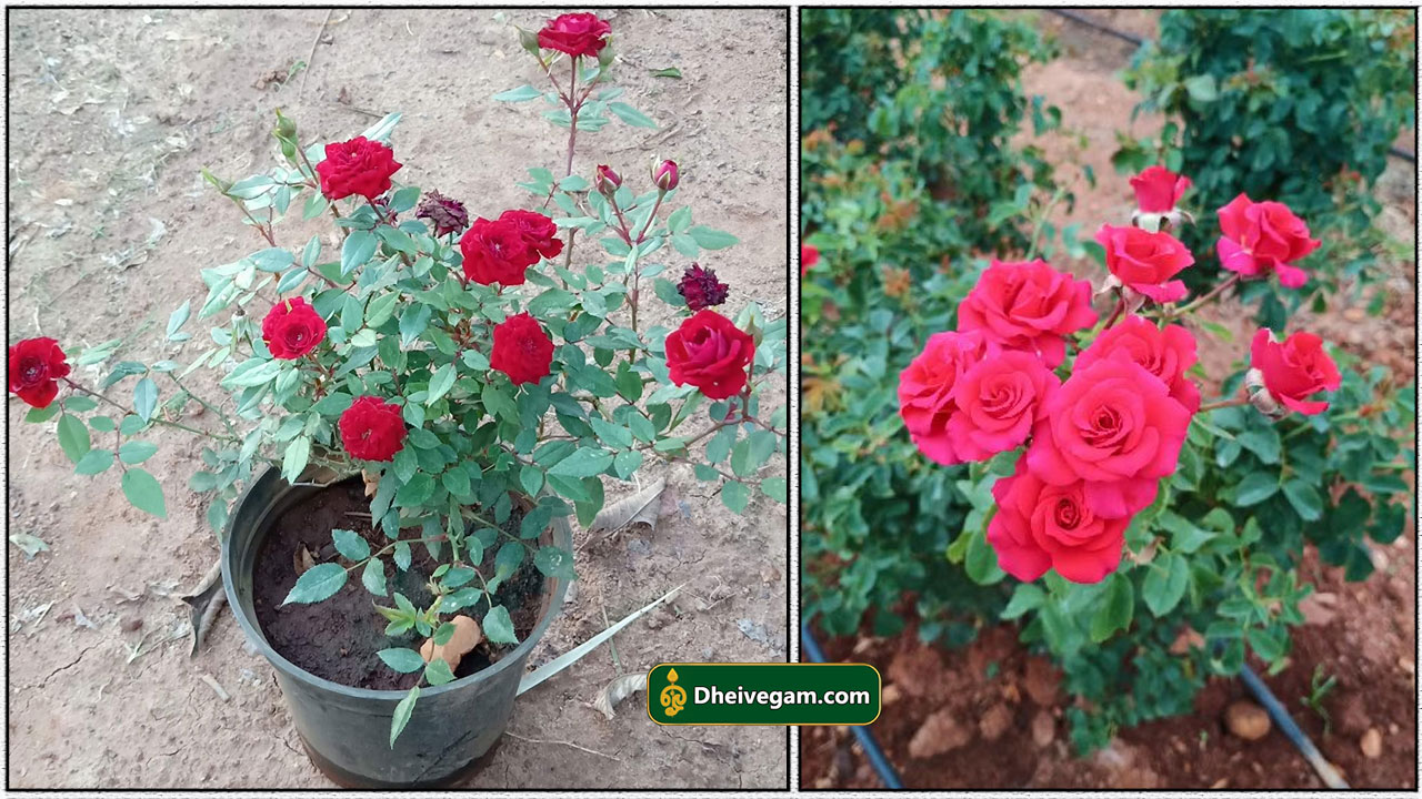 ரோஜா செடி வளர்ப்பு முறை Rose Chedi Valarpu Murai Tamil