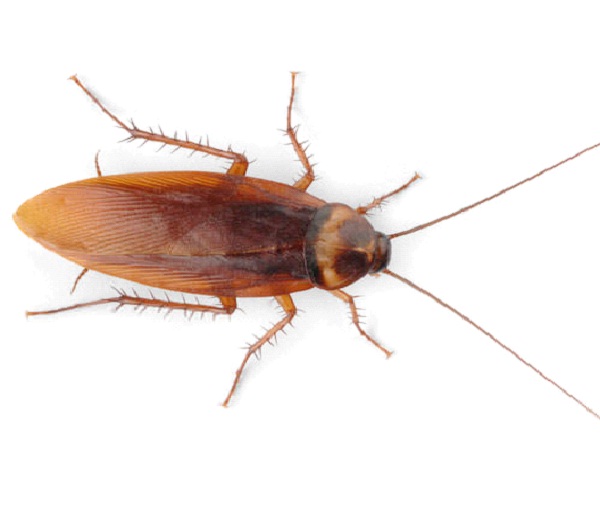 Remote Controlled Cockroaches Modified Animals You Can Buy