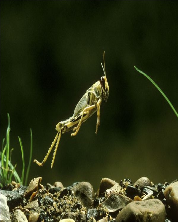 Locust Edible Insects