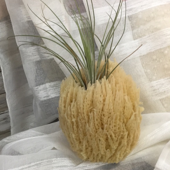 Accents Natural Sponge With Air Plant Poshmark