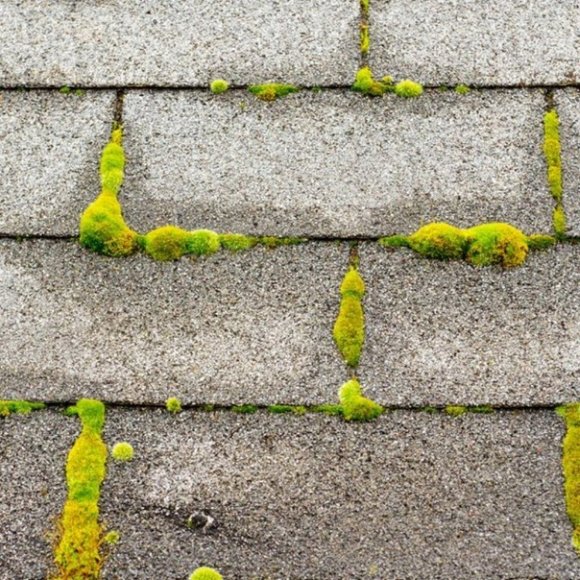 Corry's Other Moss B Ware Moss Killer Granules For Roofs And Walks