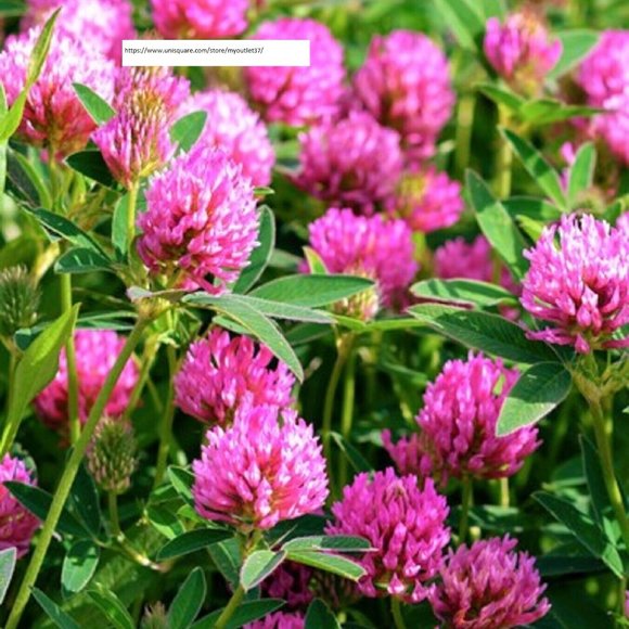 Seeds Accents Medium Red Clover Seeds Flower Seeds Bogo Poshmark