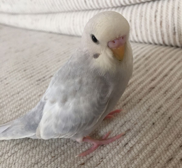 [10000ダウンロード済み√] 白い セキセイ インコ 239369セキセイ インコ 便 白い