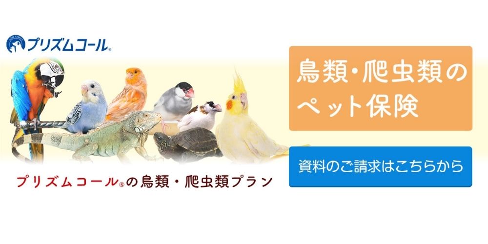 インコが加入できるペット保険2社！各社プランを徹底比較 ジョリパラ−Jolly Paradise−