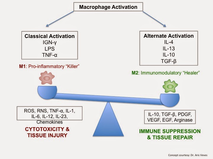 macrophage-activation-what-s-the-difference-between-m1-and-m2-here-s