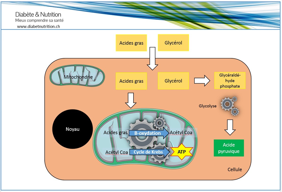 Boxydation Diabète & Nutrition