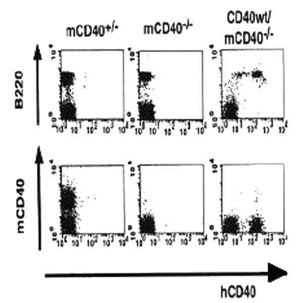 AntiCD40 antibody, mouse monoclonal (5C3), FITC conjugated