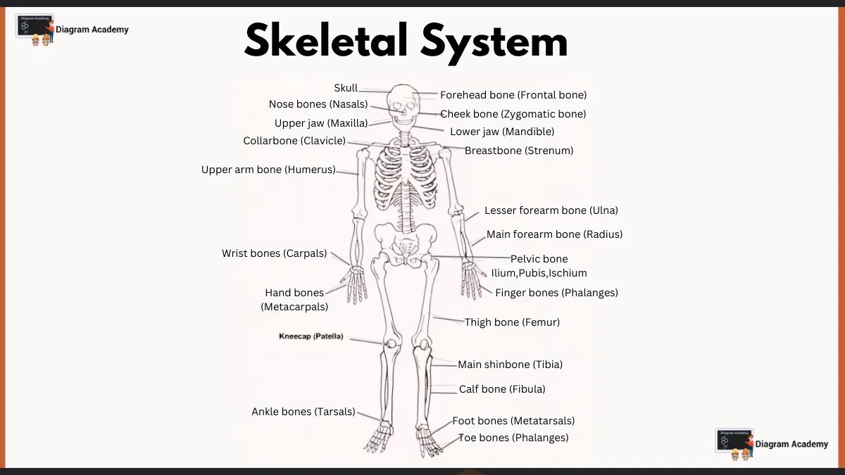Human Skeletal System Diagrams with Labells