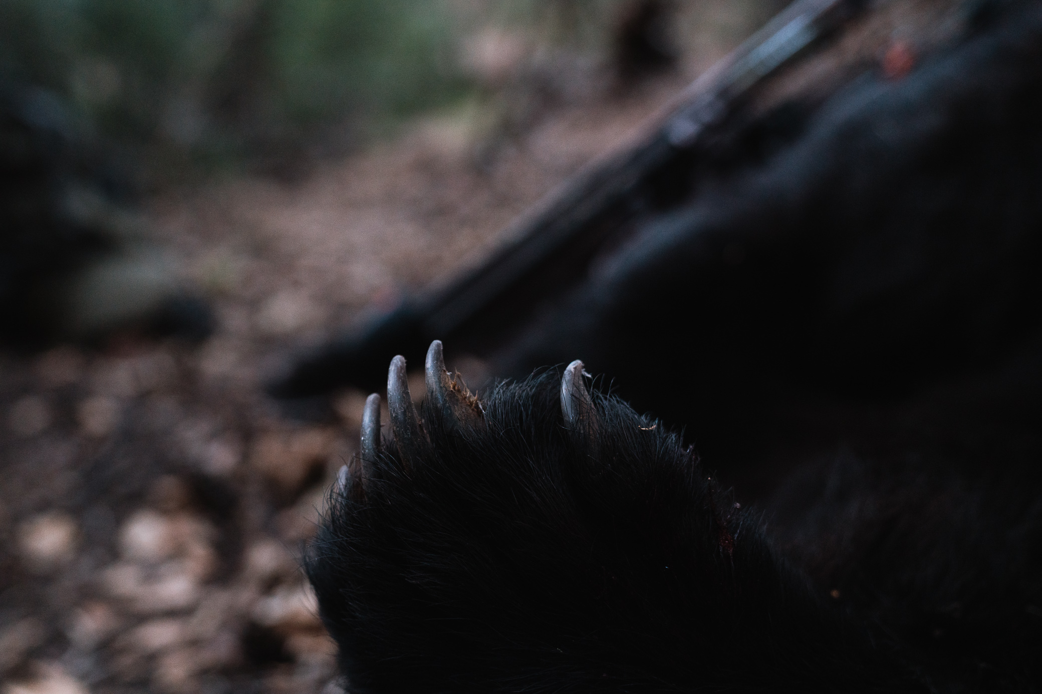 Vortex Rangefinder Review - Diamondback HD 2000