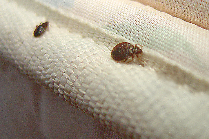 Small Round Brown Bugs In Bedroom