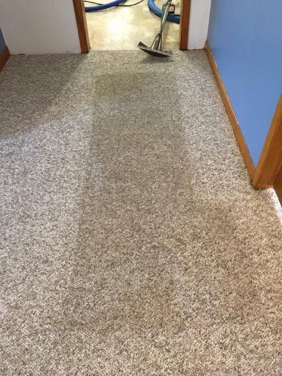 Gallery Diamond Carpet Cleaning