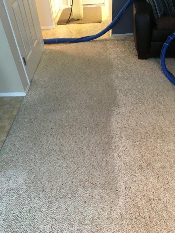 Gallery Diamond Carpet Cleaning
