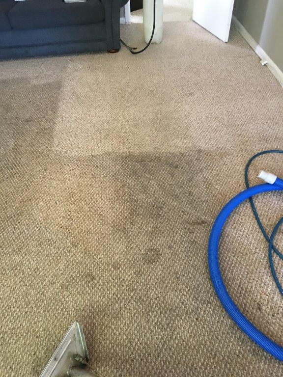 Gallery Diamond Carpet Cleaning