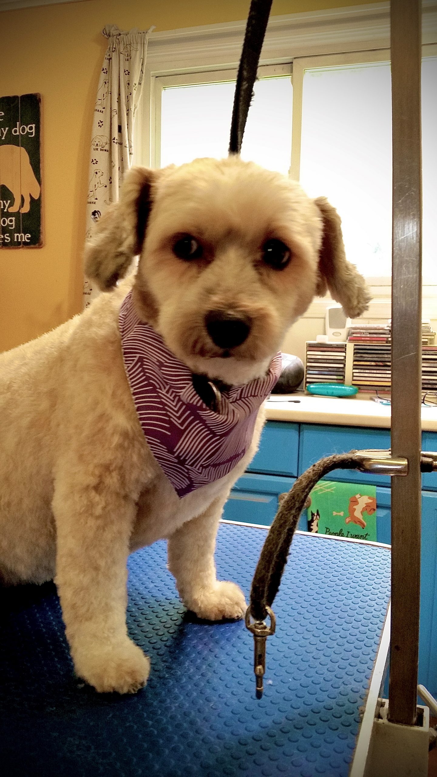 Diamond Dogs House of Grooming
