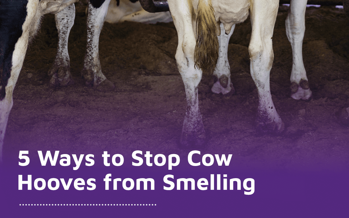 Are Cow Hooves Good For Dogs To Eat