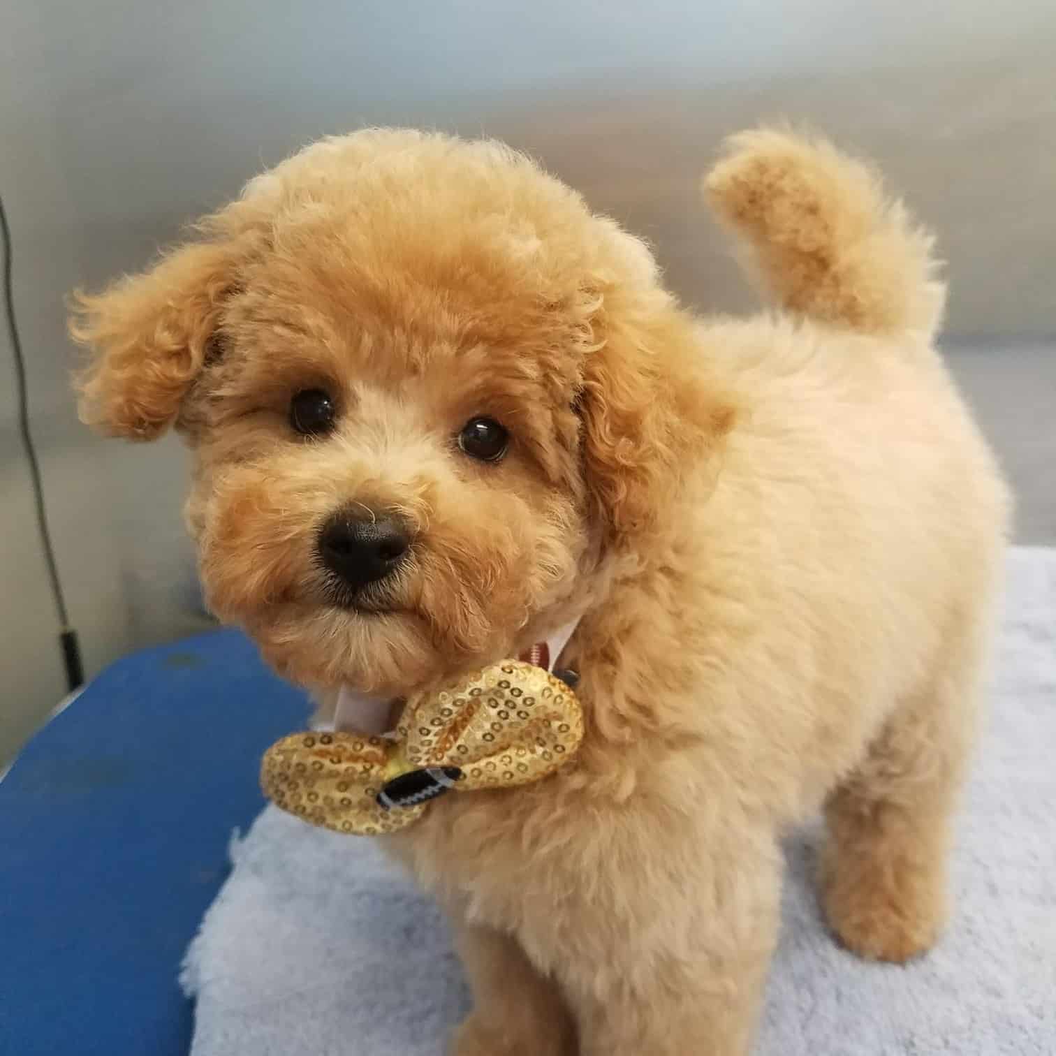 Diamond In The Ruff Mobile Dog Grooming Dog Groom Edmond OK