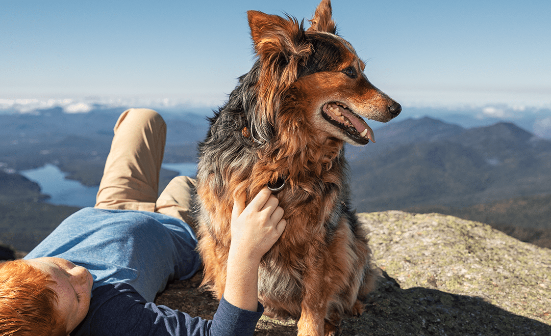 Diamond Pet Foods Quality Dog & Cat Food