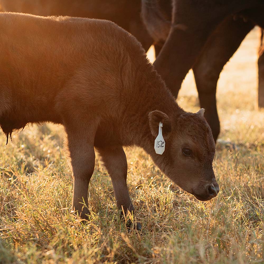 Diamond T Ranch Jacksonville, TX Wagyu Beef