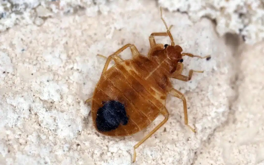 Why It's So Hard to Get Rid of Bed Bugs Diam Pest Control