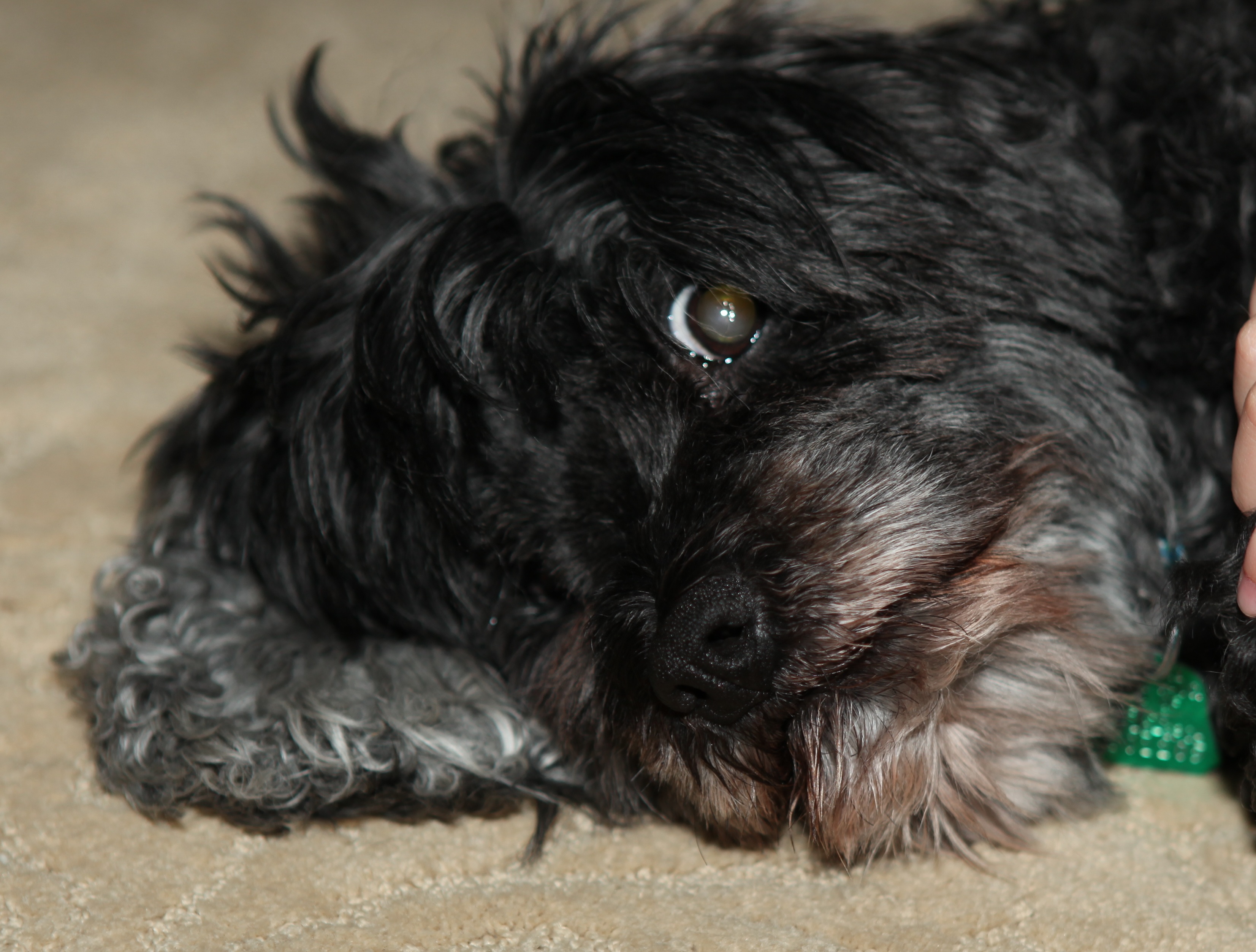 Portuguese Water Dog Breeders, Breed Clubs and Rescue