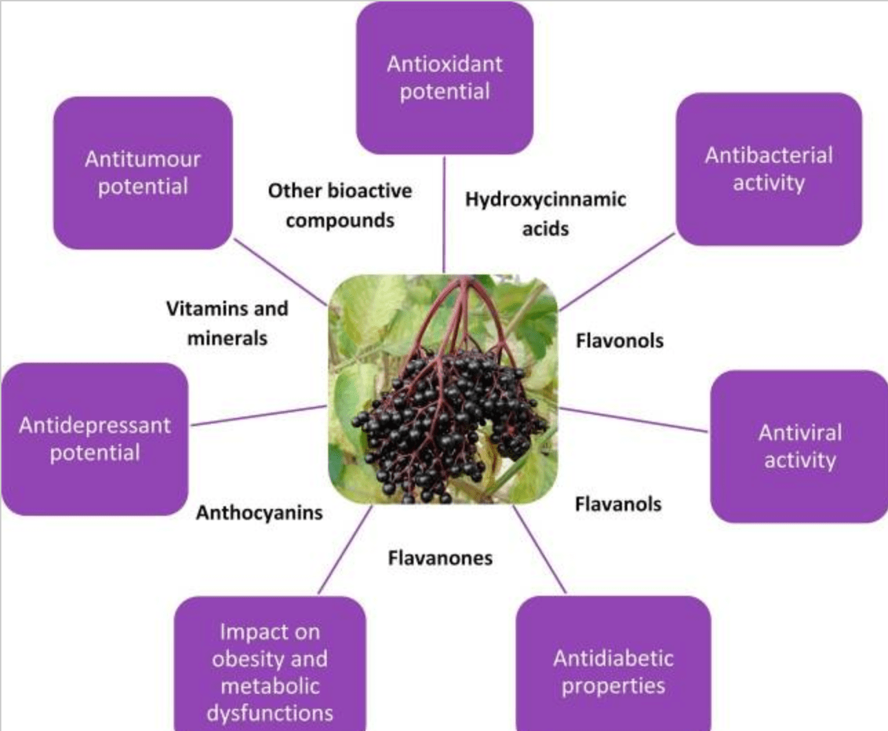 Elderberries helpful or hyped?