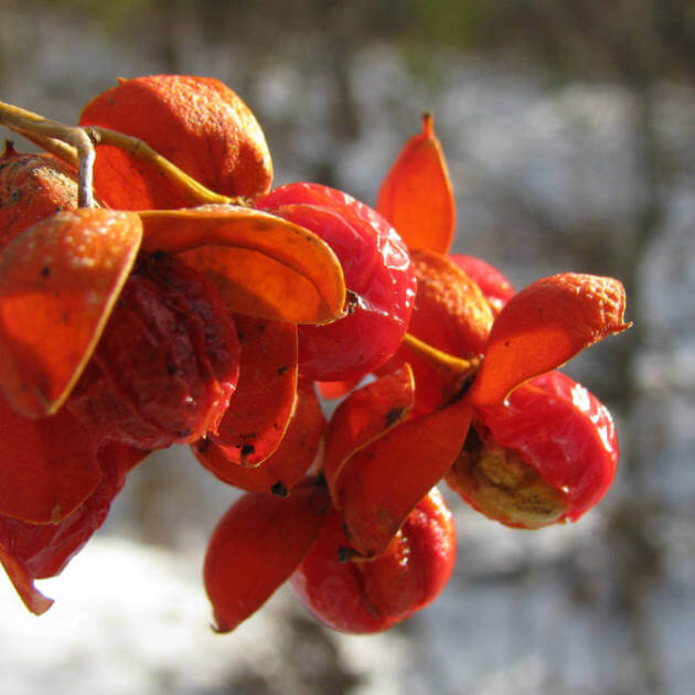 Author Diana J. Ensign Home Page