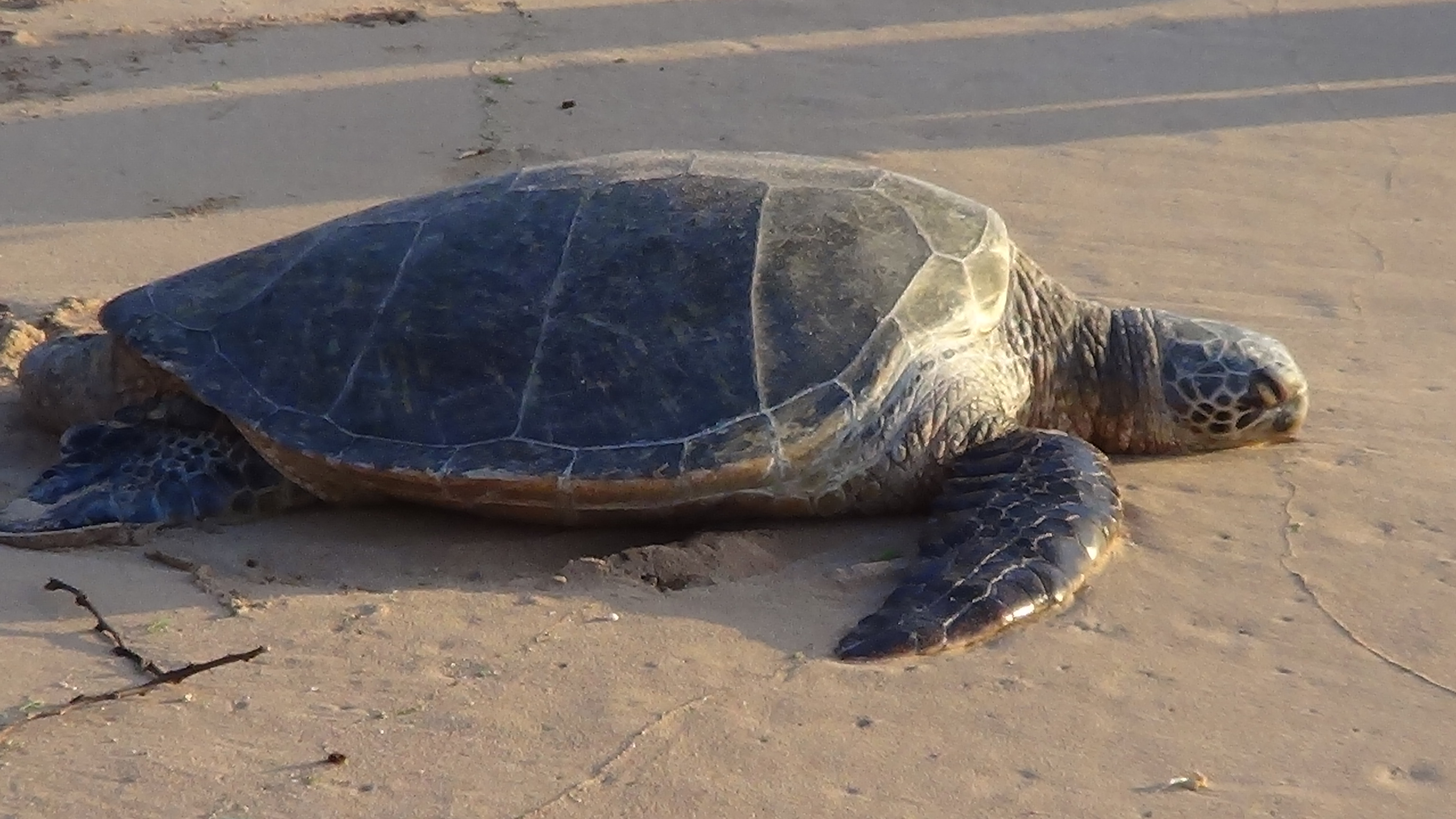 Diana Patton Artist Travels Hawaii