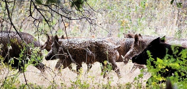 What is The Problem with Wild Mega Hogs? Diane Capri Licensed to Thrill