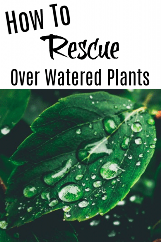 Ways To Water Plants When You're Away