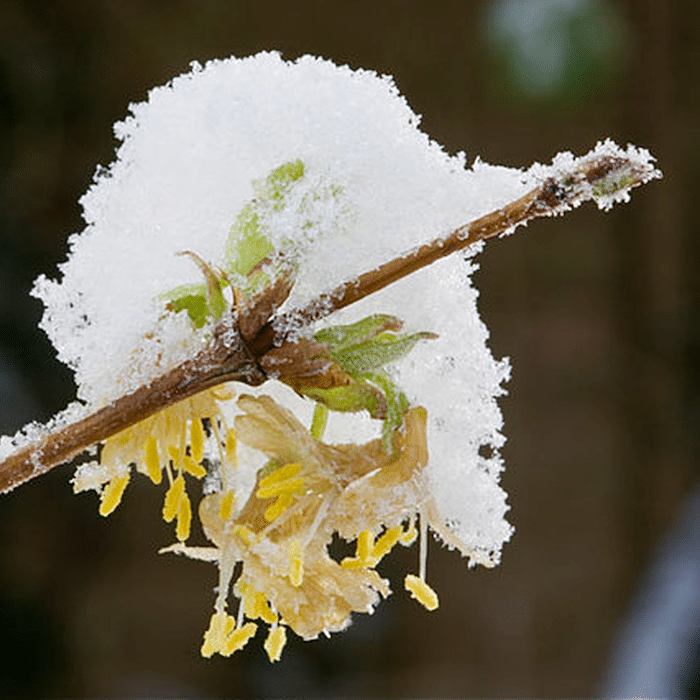Protecting Outdoor Plants In The Winter Backyard Vegetable Gardener