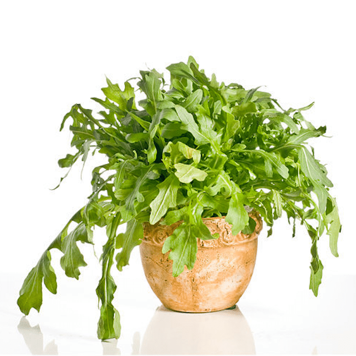 Indoor Winter Vegetable Gardening 7 Easy Choices