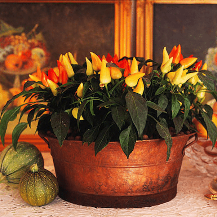 Indoor Winter Vegetable Gardening 7 Easy Choices