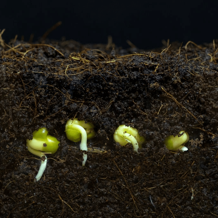 Hydrogen Peroxide & Root Rot In The Garden And More Backyard