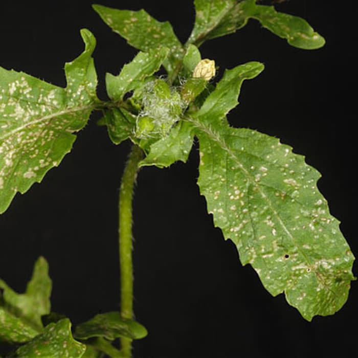 Thrips What Are They & How To Get Rid Of Them