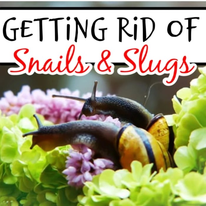 How To Get Rid Of Snails
