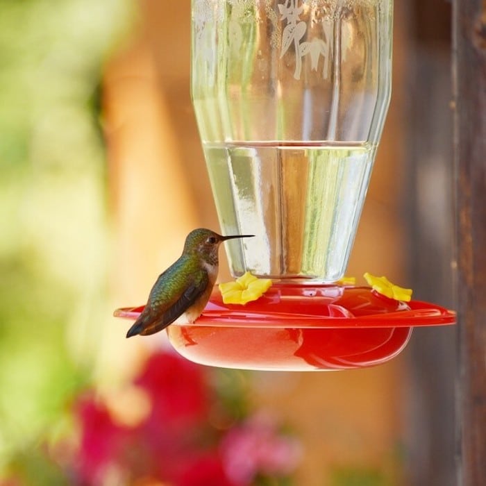 Hummingbirds And How To Attract Them Backyard Vegetable Gardener