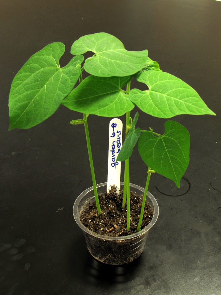 Indoor Winter Vegetable Gardening 7 Easy Choices