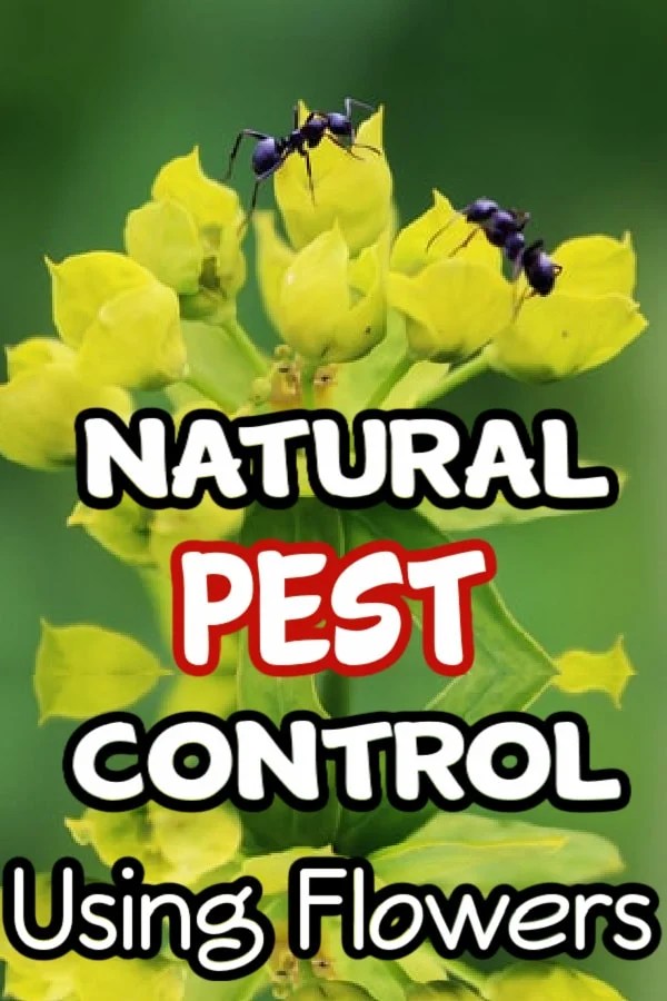 Wood Ash In The Garden Everything You Need To Know Backyard Vegetable