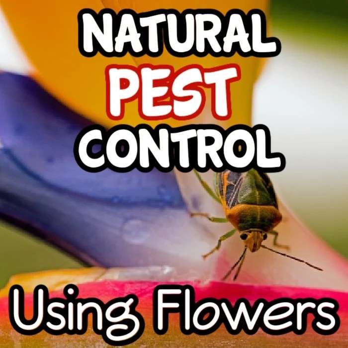 Using Flowers As Natural Pest Control In The Garden Backyard Vegetable Gardener