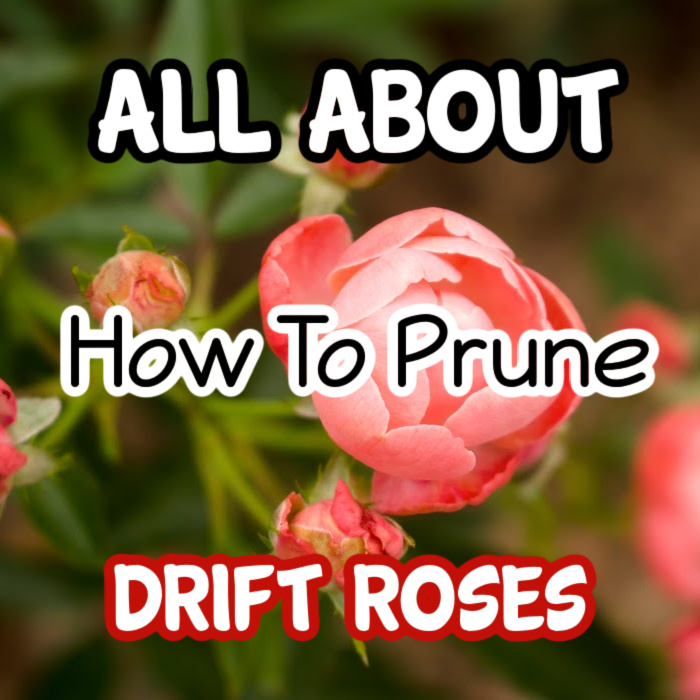 How to Prune Drift Roses