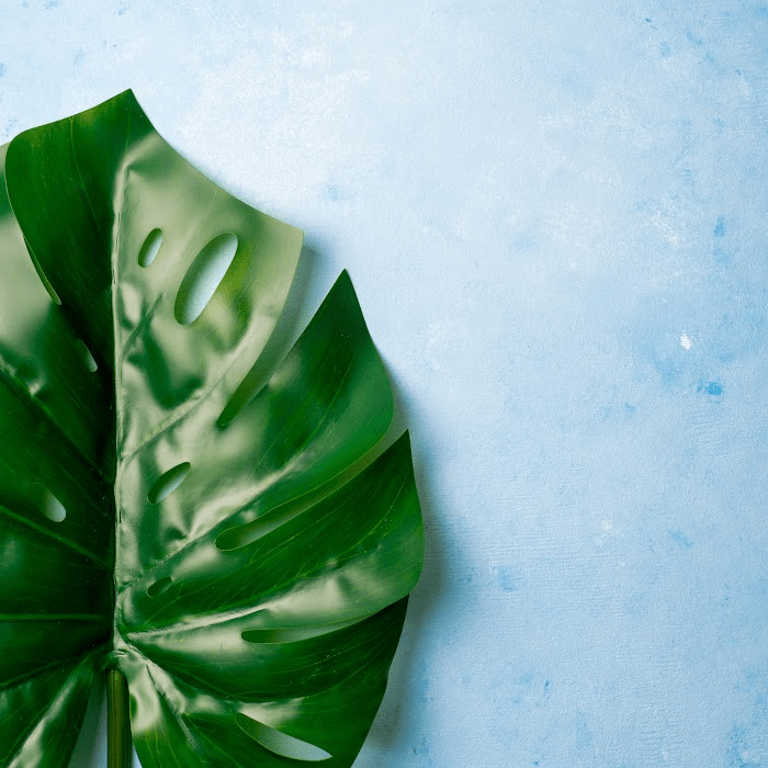 Understanding Magnesium Deficiency In Plants Dian Farmer Learning To Grow Our Own Food