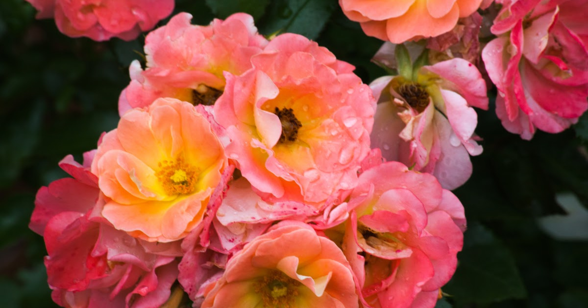 How to Prune Drift Roses Dian Farmer Learning To Grow Our Own Food