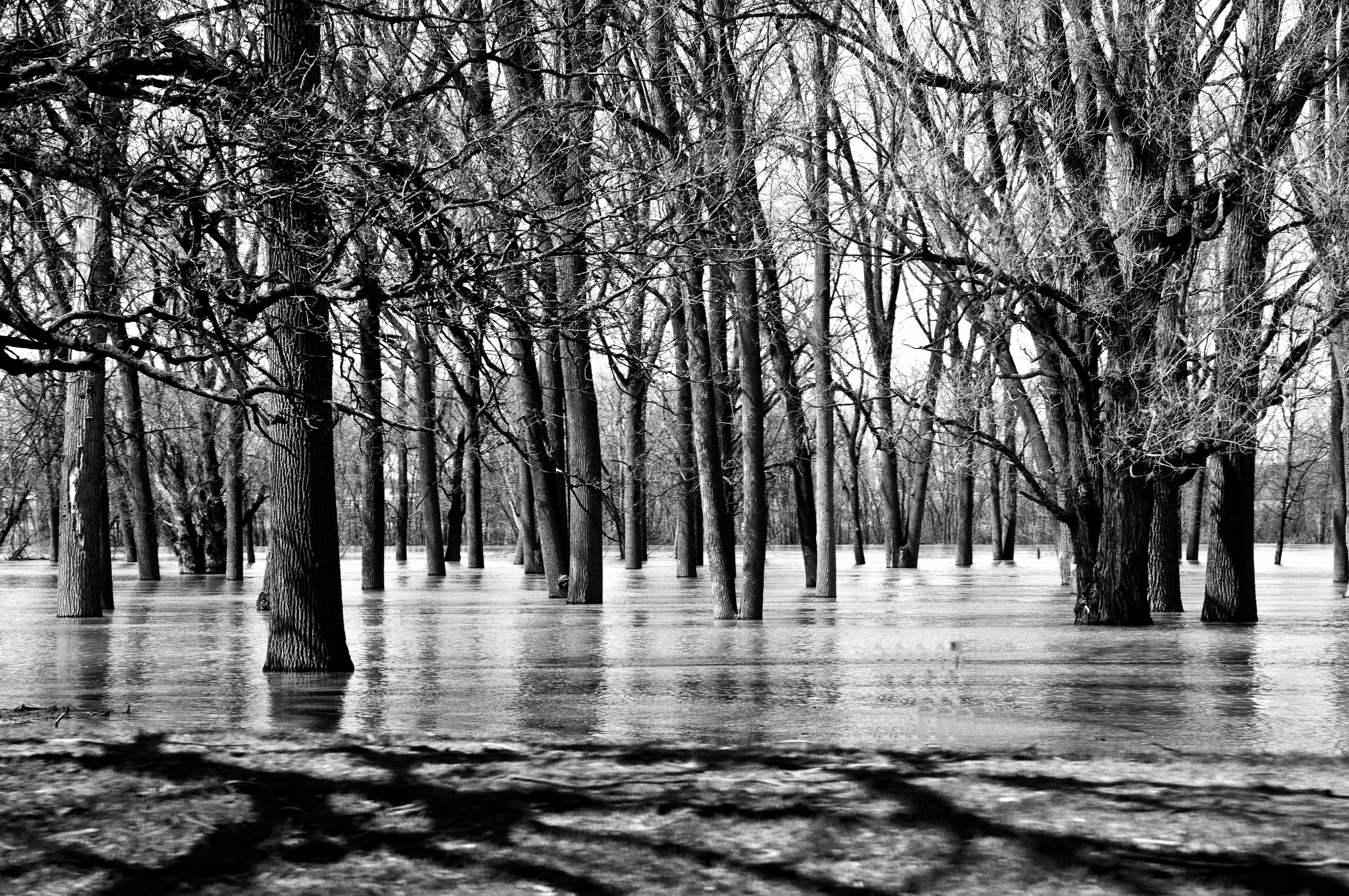 Water for Trees diannecb