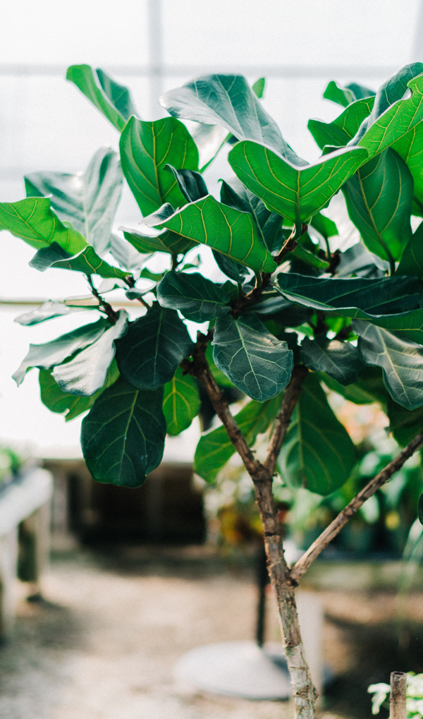 Why Is the FiddleLeaf Fig So Popular?