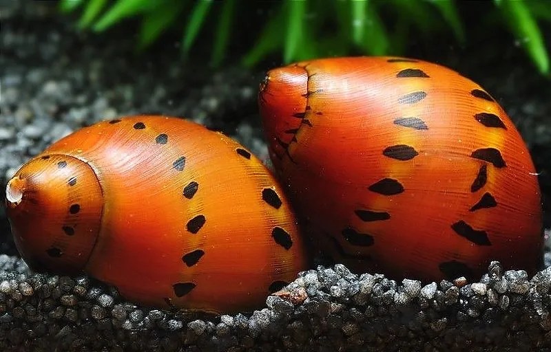 The Ultimate Guide to Nerite Snails Everything You Need to Know for(04)